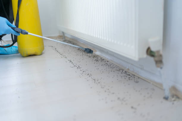Best Flea Control Services  in Charlotte, TX